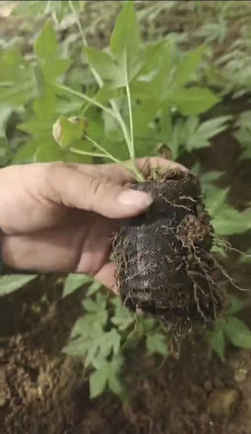无刺掌叶覆盆子苗红树莓苗