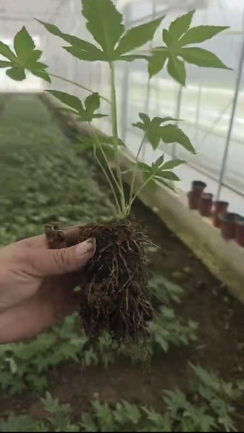 无刺掌叶覆盆子苗红树莓苗