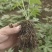 无刺掌叶覆盆子苗红树莓苗