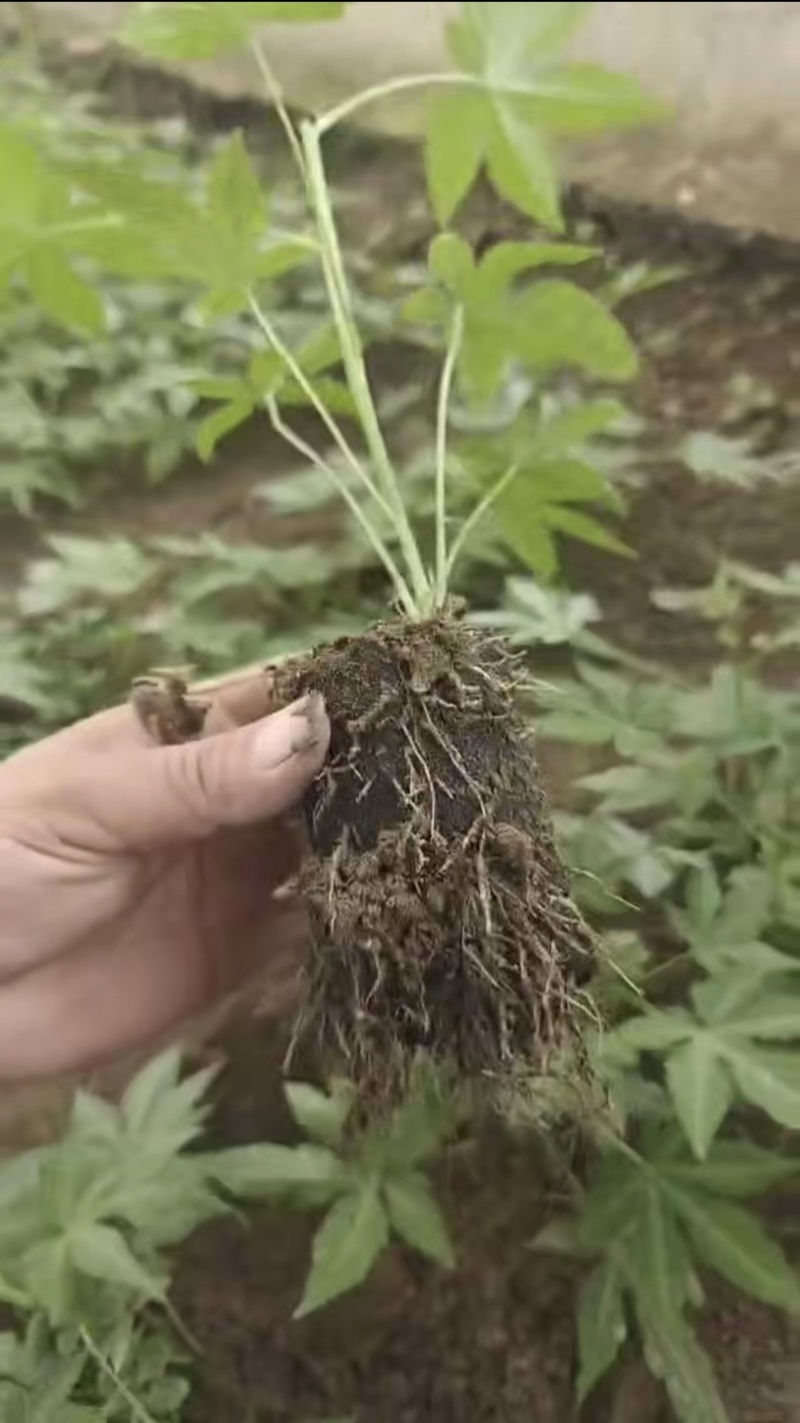 无刺掌叶覆盆子苗红树莓苗