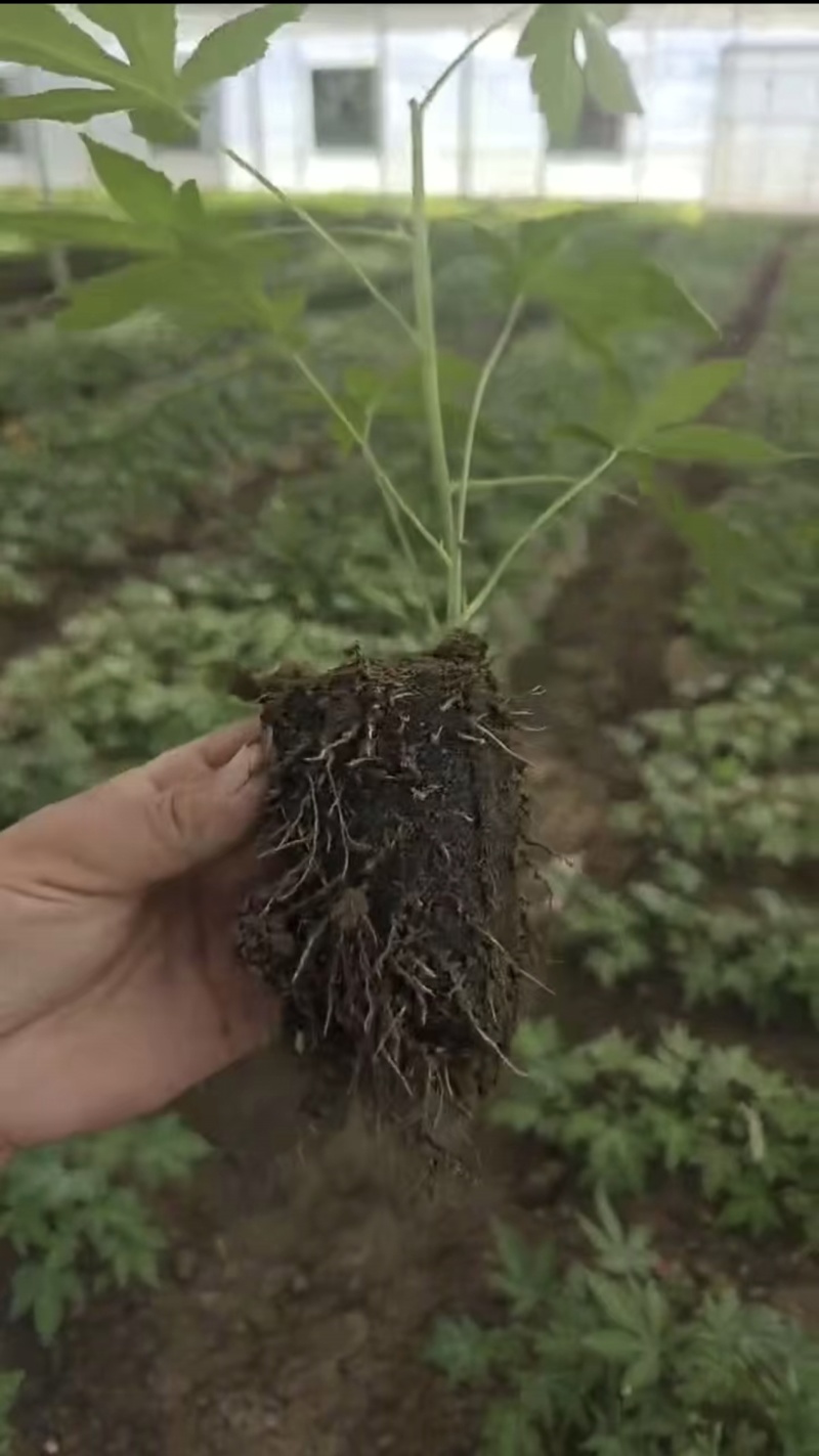 无刺掌叶覆盆子苗红树莓苗