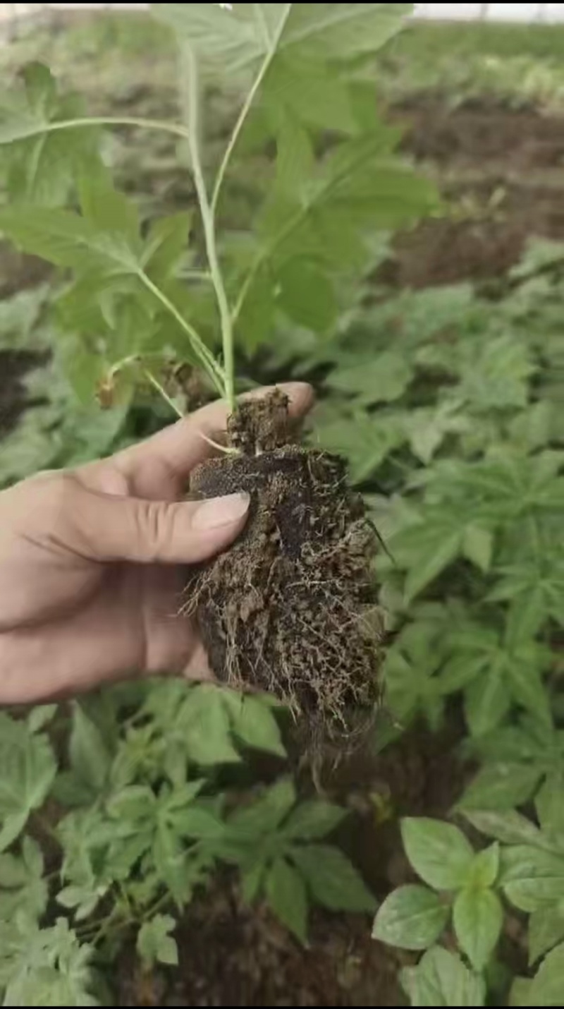 无刺掌叶覆盆子苗红树莓苗