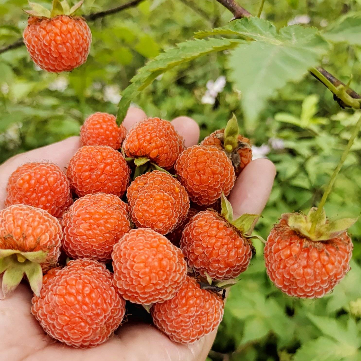 无刺掌叶覆盆子苗红树莓苗