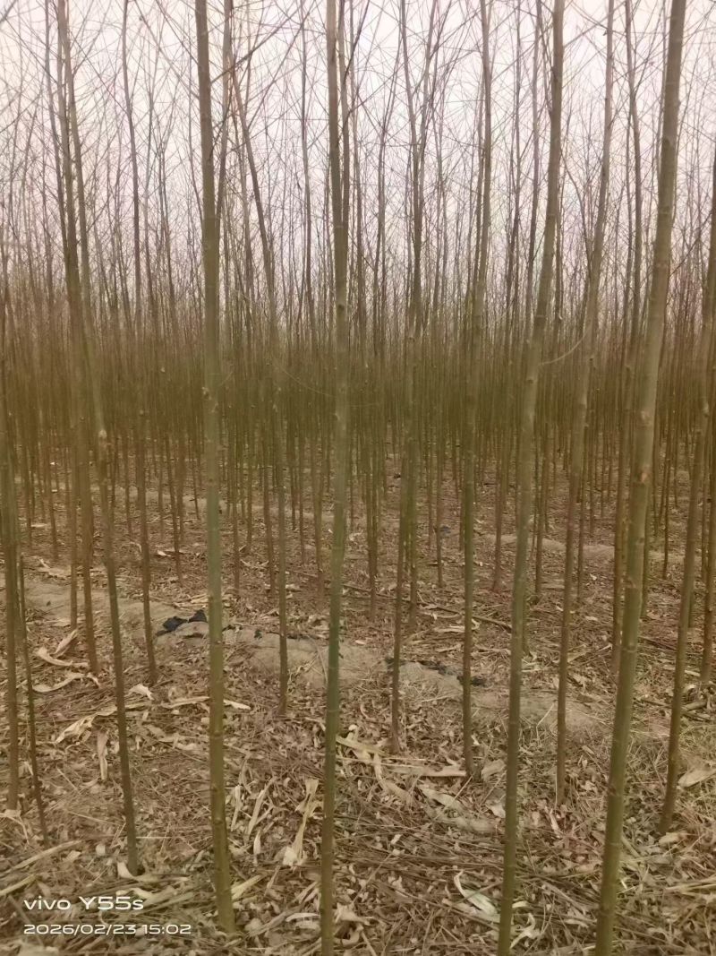 旱柳河北保定种植基地批发，规格齐全，欢迎询价