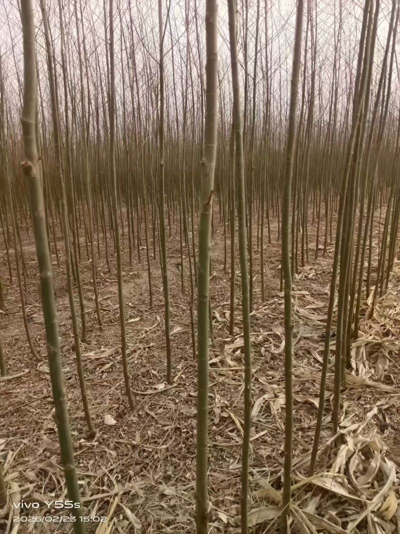 旱柳河北保定种植基地批发，规格齐全，欢迎询价