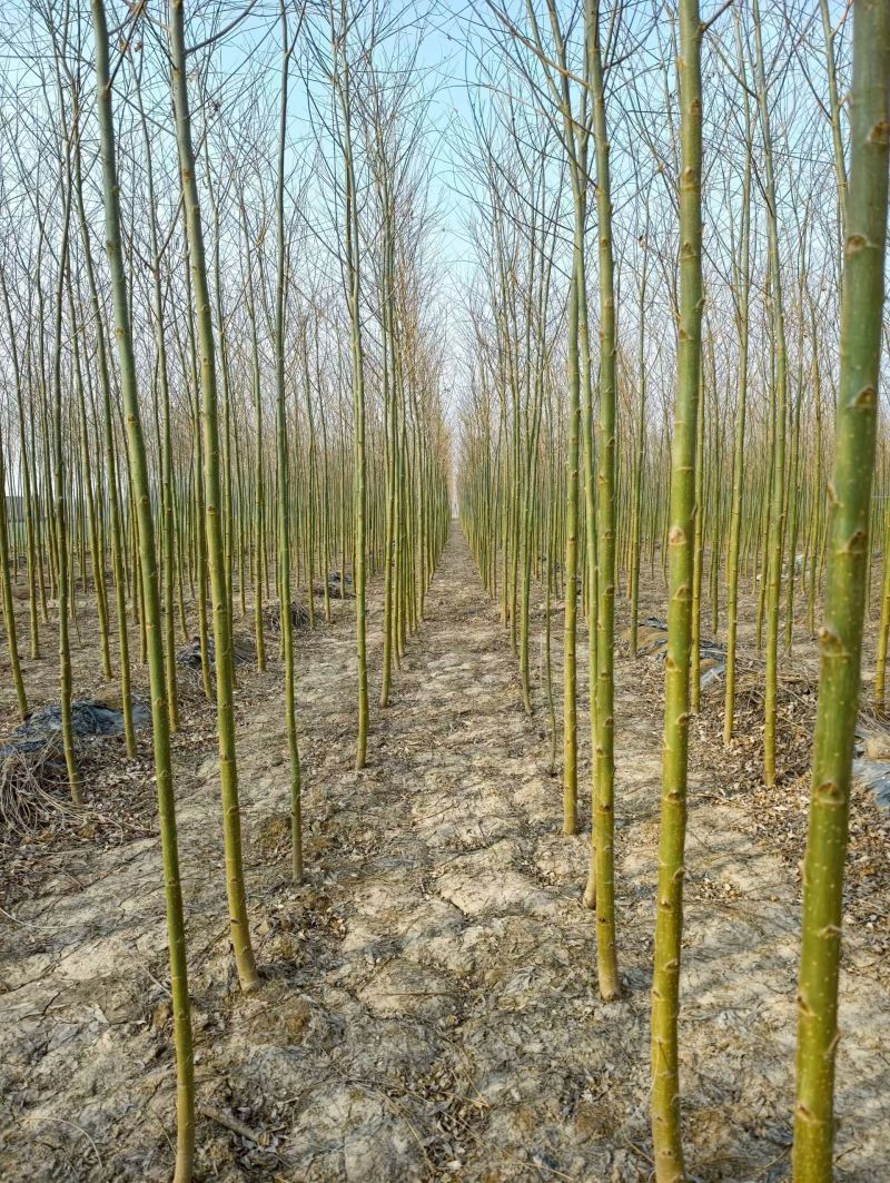 旱柳河北保定种植基地批发，规格齐全，欢迎询价