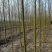 旱柳河北保定种植基地批发，规格齐全，欢迎询价
