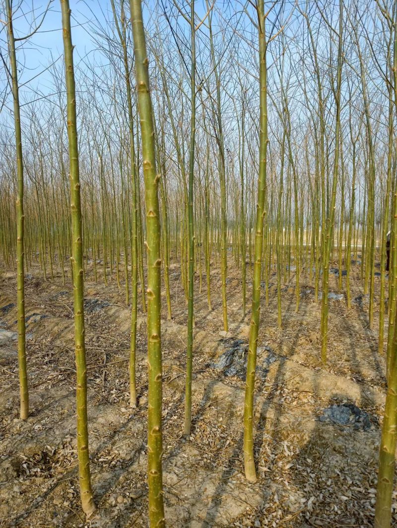 旱柳河北保定种植基地批发，规格齐全，欢迎询价