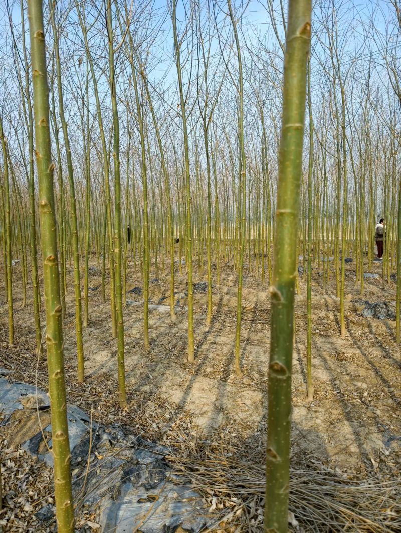 旱柳河北保定种植基地批发，规格齐全，欢迎询价