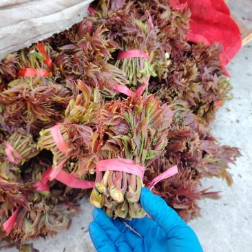 山东省马家寨子村香椿芽头茬嫩芽大量欢迎批发