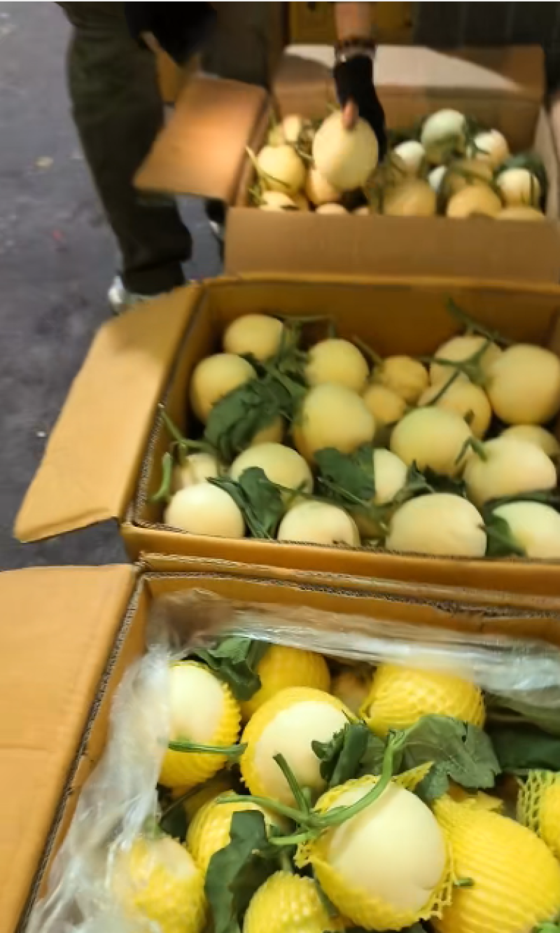 正宗香瓜新鲜瓜现摘甜瓜特产脆甜白皮白糖罐蜜瓜大量批发当季