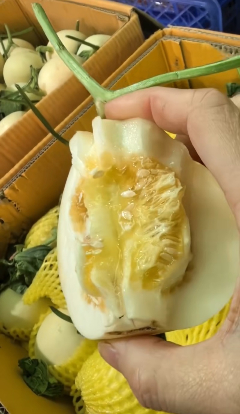 正宗香瓜新鲜瓜现摘甜瓜特产脆甜白皮白糖罐蜜瓜大量批发当季