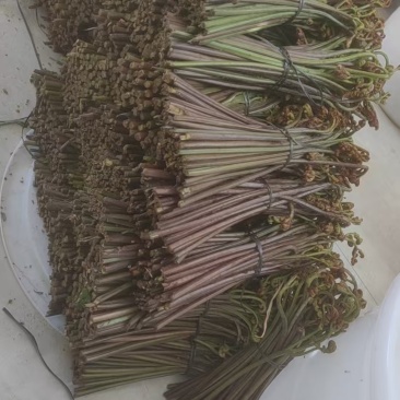 贵州野生菜苔