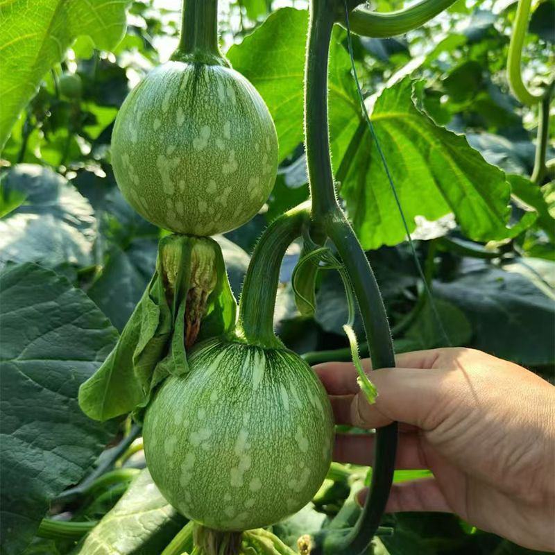 新优嫩早南瓜种子早熟耐寒扁圆形浅绿带白花斑肉厚肉质黄