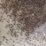 澳洲淡水蓝龙虾苗