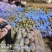 肥城v7土豆现挖现发承接加工批发社区团购直播带货商超电商加工