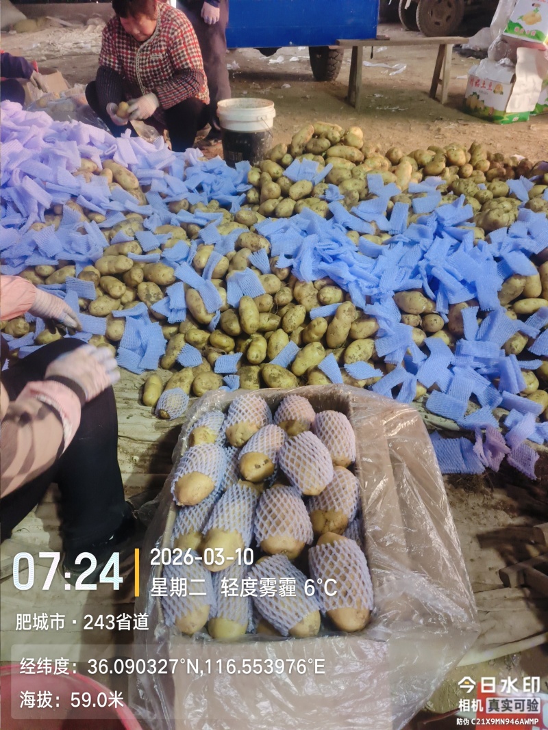 荷兰黄皮黄心中号土豆2到4，鲜货加工，无次品，全国发货