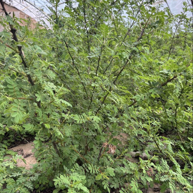 绢毛蔷薇价格