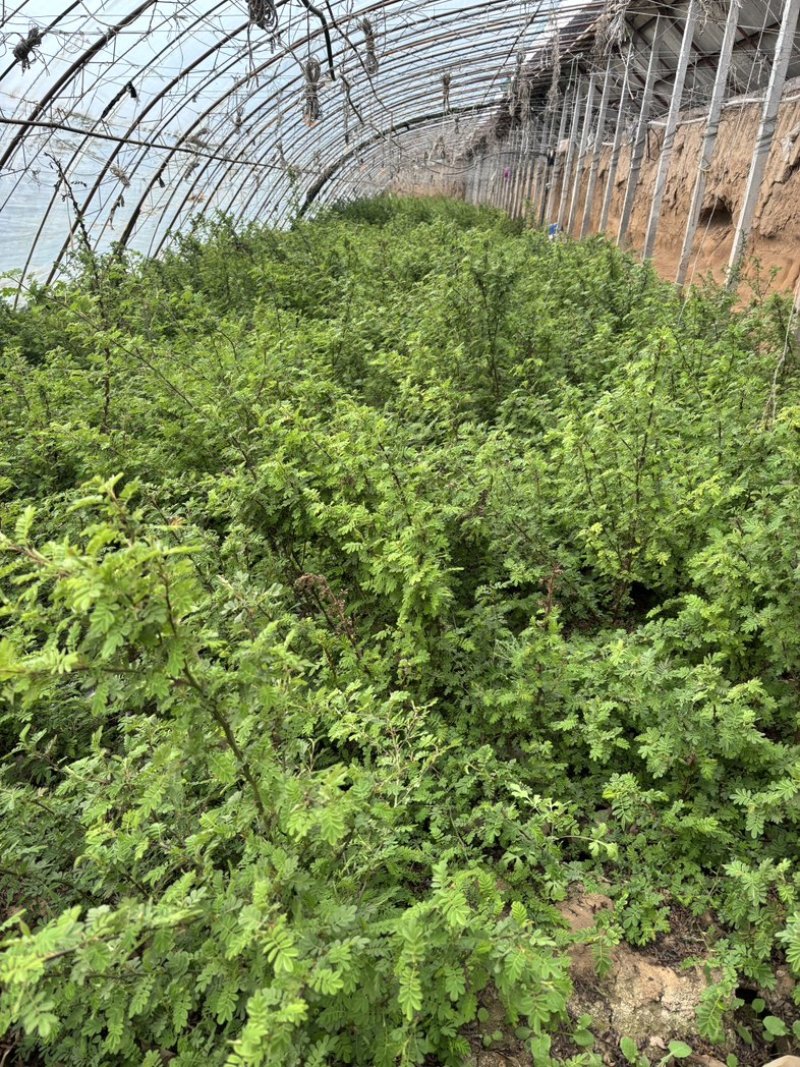 绢毛蔷薇价格
