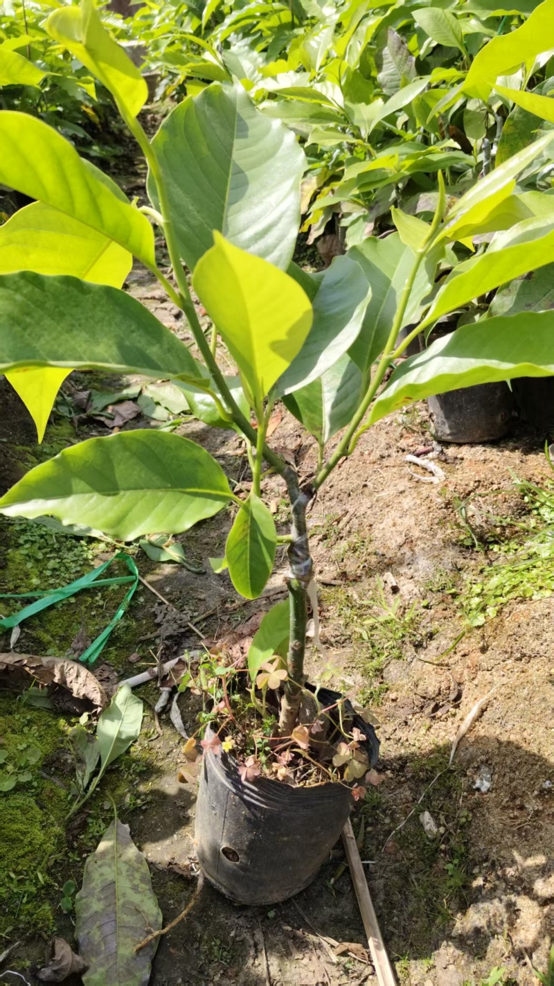 白玉兰嫁接苗、白兰花盆栽正宗嫁接白玉兰树苗四季开花庭院养