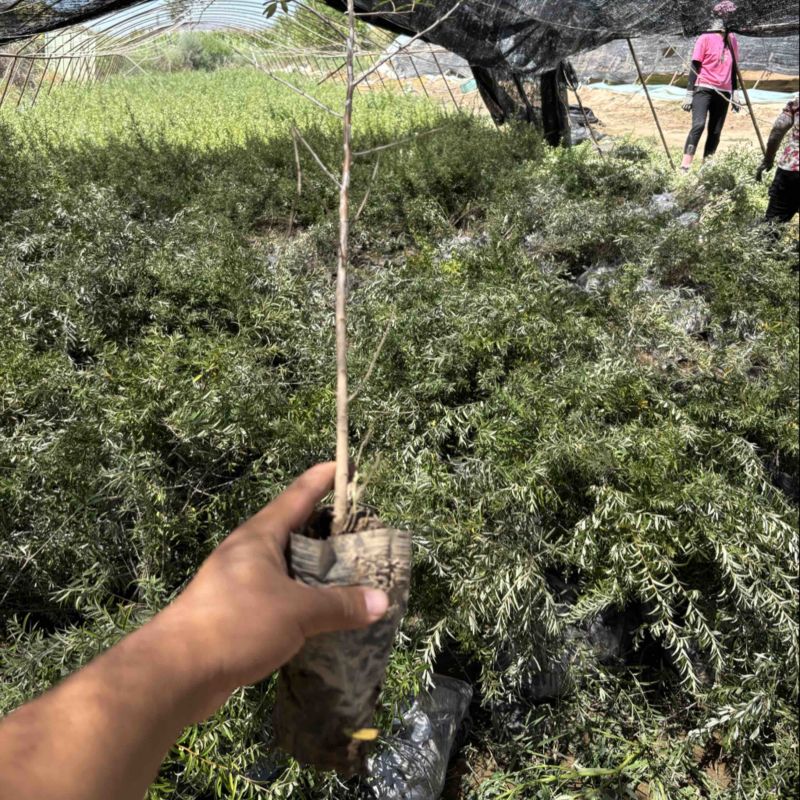 沙棘杯苗价格