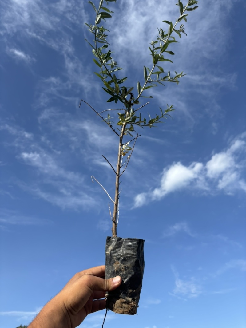 沙棘杯苗价格