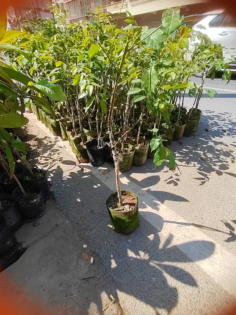 广东正宗乌榄苗黑橄榄果树苗嫁接吊思茅苗带土带叶发货庭院种