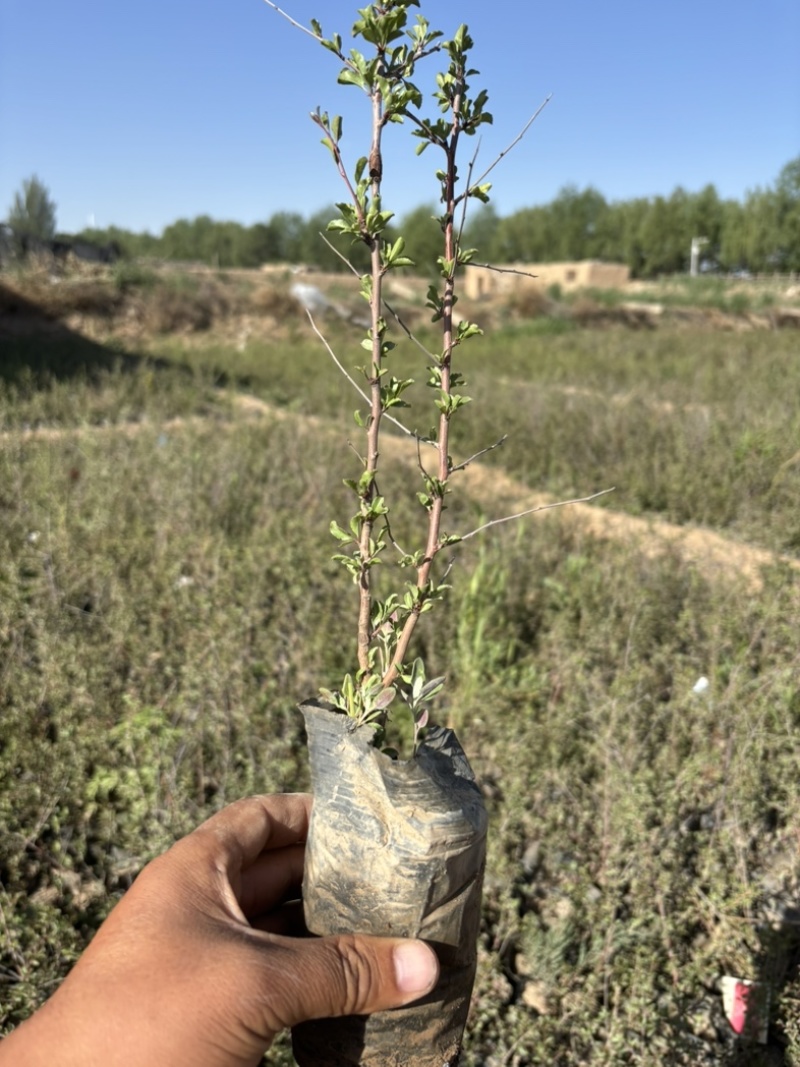 蒙古扁桃杯苗价格