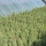 1公分柽柳容器苗价格