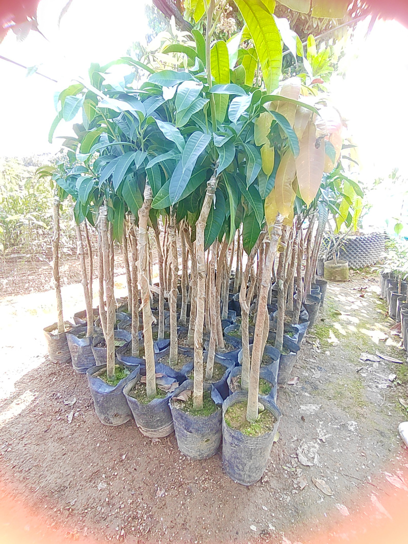 正宗芒果树苗四季芒金煌贵妃桂七大果嫁接苗盆栽南方种植