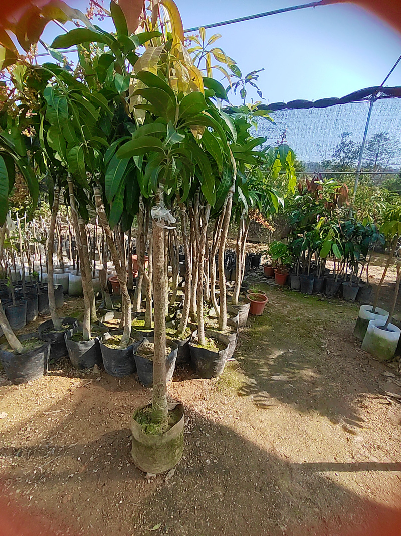 正宗芒果树苗四季芒金煌贵妃桂七大果嫁接苗盆栽南方种植
