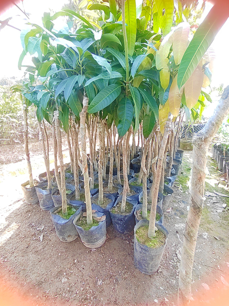 正宗芒果树苗四季芒金煌贵妃桂七大果嫁接苗盆栽南方种植