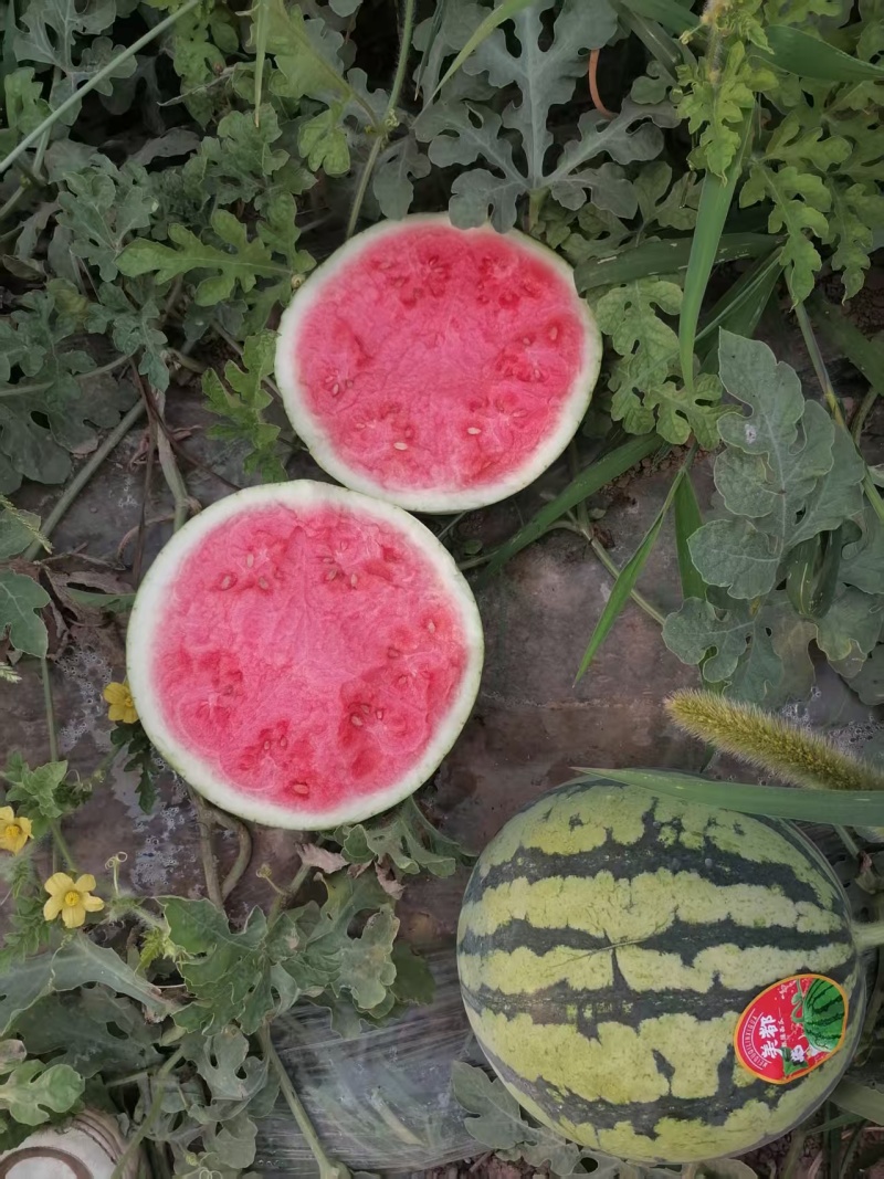 陕西无籽麒麟，有子麒麟。精品甜王瓜大量供应中。品质有保障
