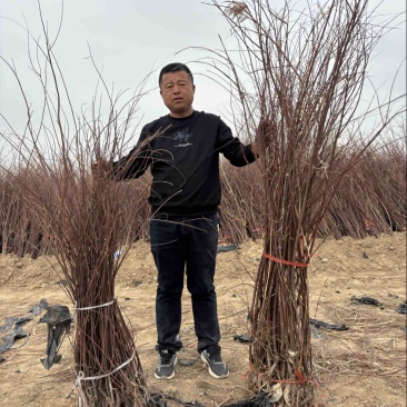 红柳苗价格