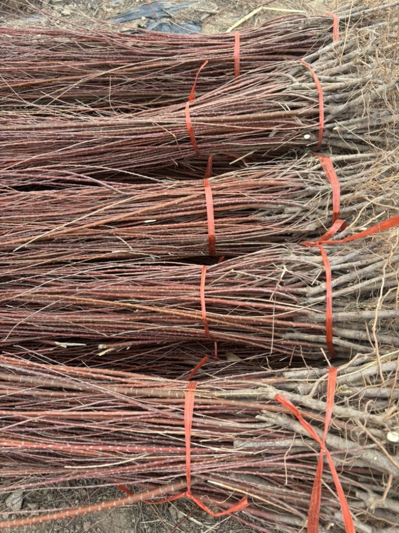 红柳苗价格