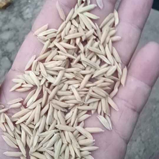 5298稻谷产区直发保质保量供货量大从优