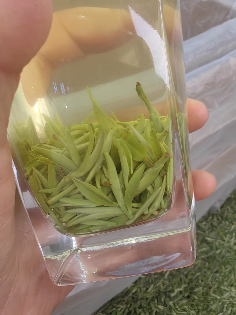 2026明前雨花、云雾茶