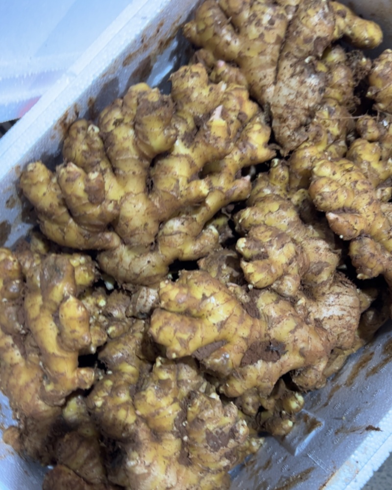 云南红土小黄姜