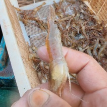 生态河虾