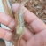 生态河虾
