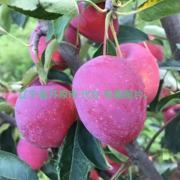 主产鸡心果海棠果长年大量有貨质量好糖度达到20多个