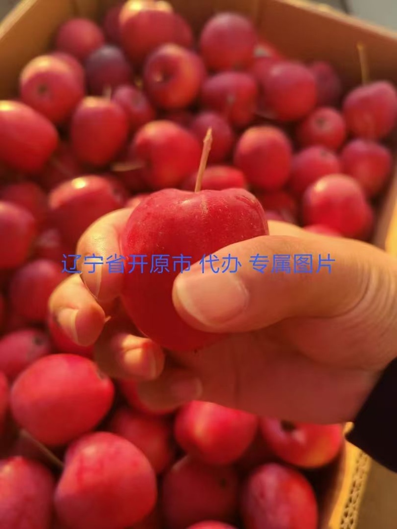主产鸡心果海棠果长年大量有貨质量好糖度达到20多个