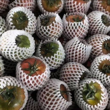 草莓番茄产区直发