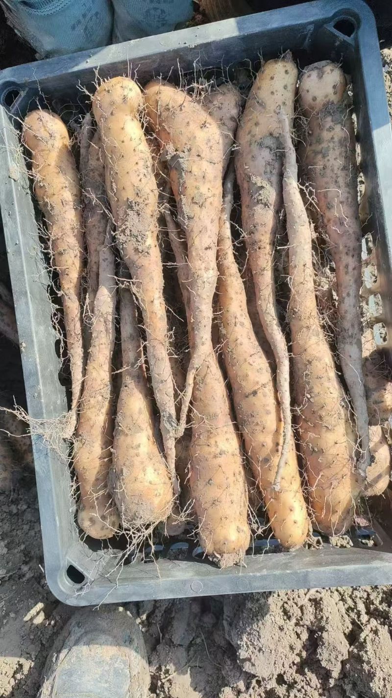 一级白玉山药苗