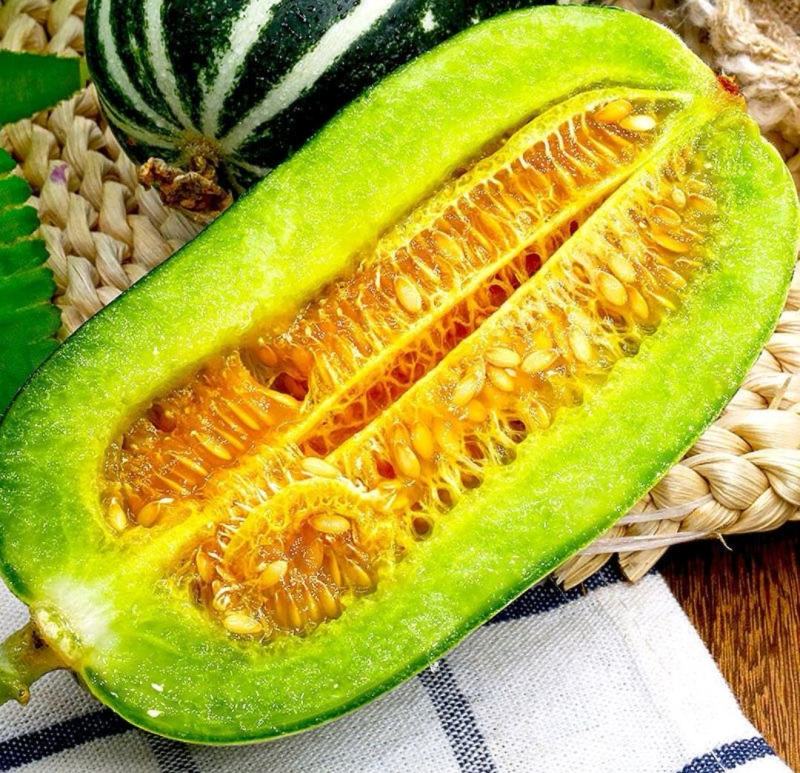 博洋甜瓜苗博洋9号91号61号甜瓜苗嫁接苗直播苗包回收