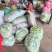 山东大棚芸豆现已上市，货源充足，按质量论价。代办运输。