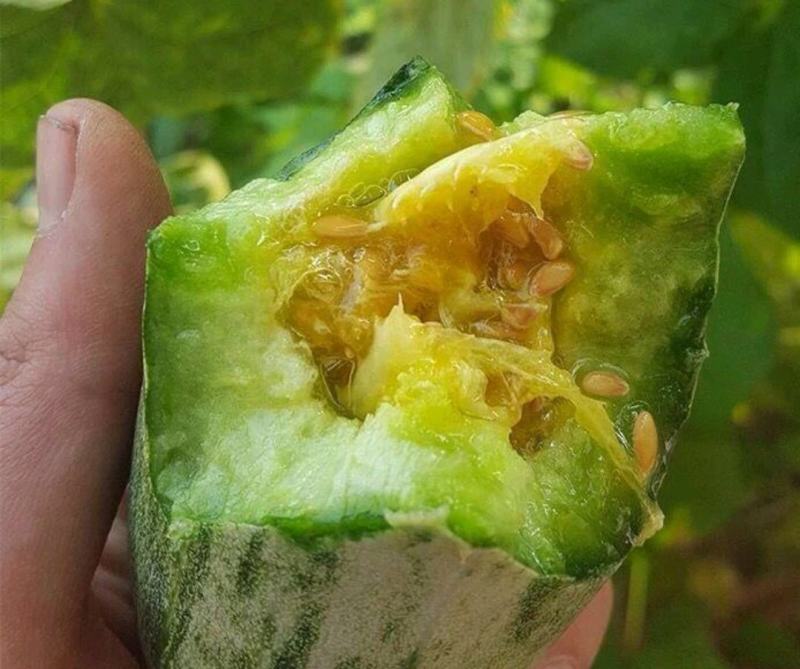 羊角蜜甜瓜苗羊角蜜瓜苗嫁接苗直播苗免费技术指导包回收