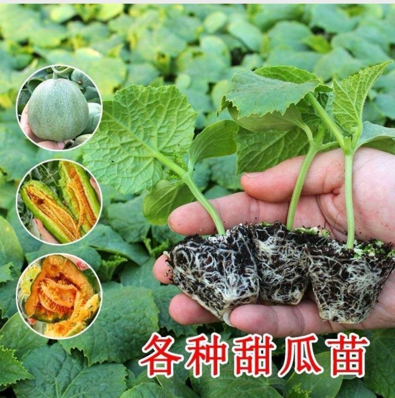 羊角蜜甜瓜苗羊角蜜瓜苗嫁接苗直播苗免费技术指导包回收