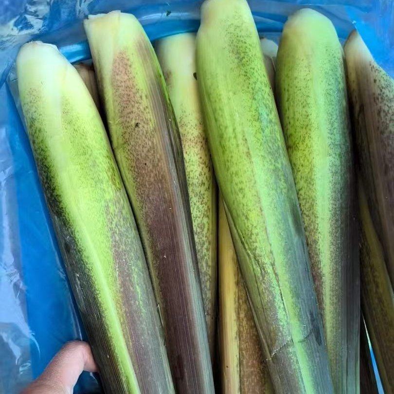 二六年鲜货茭白上市