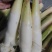 二六年鲜货茭白上市